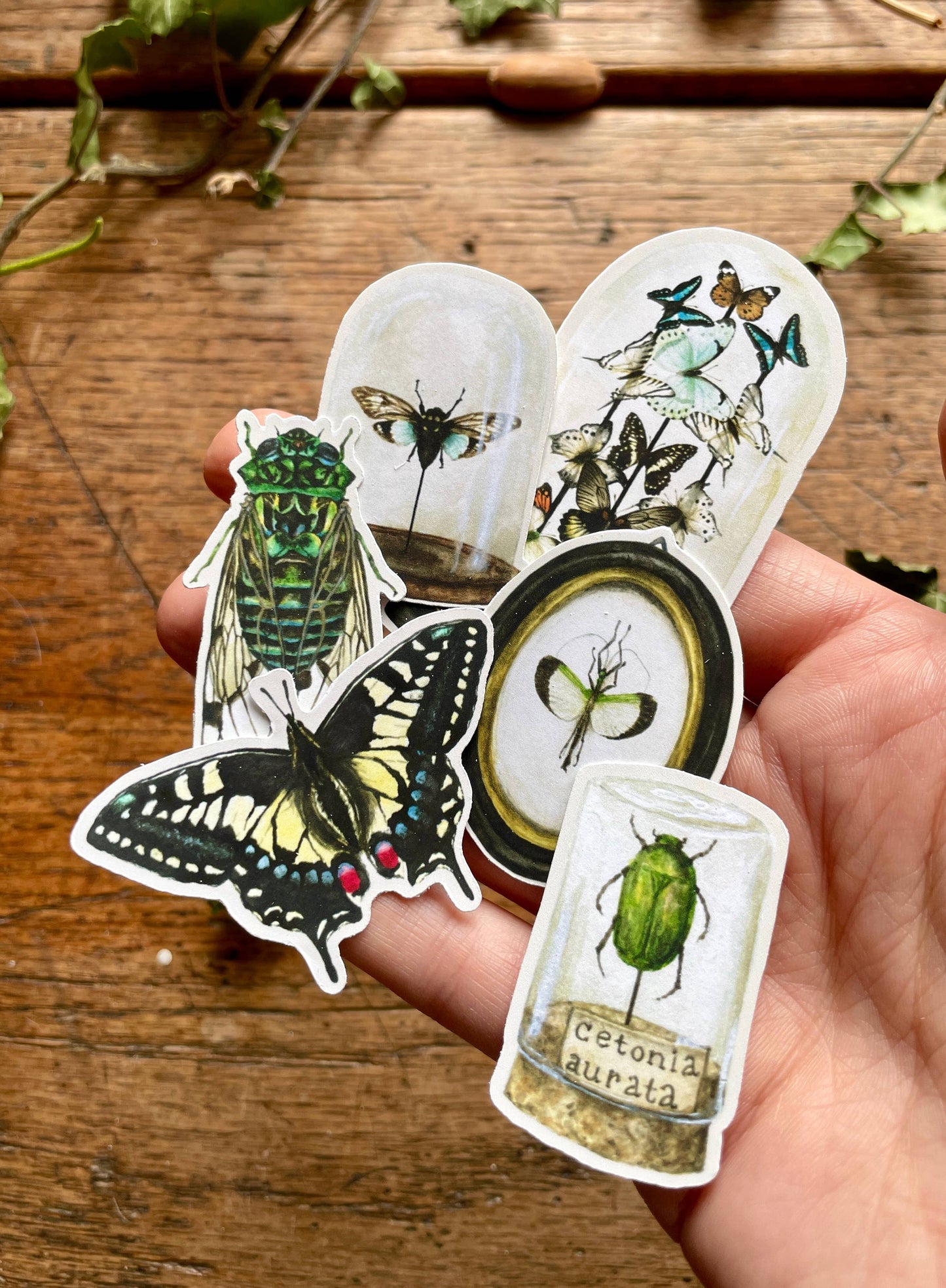 Entomology Matt Vinyl Sticker Set
