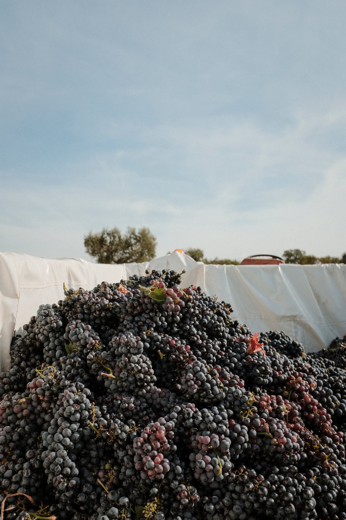 Spring Solstice Wine Tasting, Friday 20 March,  5-7pm