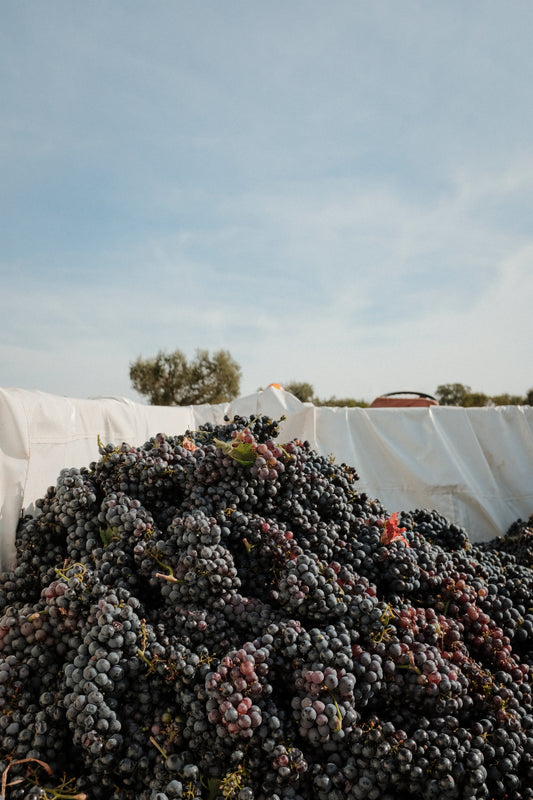 Galentines Wine Tasting -  14 Feb, 6-8pm